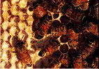 Bees Bees